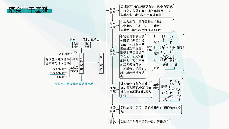 浙科版高考生物一轮复习第4单元遗传的基本规律及应用第12讲第1课时分离定律及其应用课件05