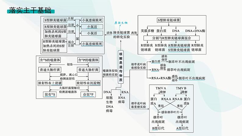 浙科版高考生物一轮复习第5单元遗传的分子基础第16讲核酸是遗传物质课件04