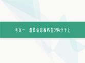 浙科版高考生物一轮复习第5单元遗传的分子基础第17讲DNA的分子结构与复制课件