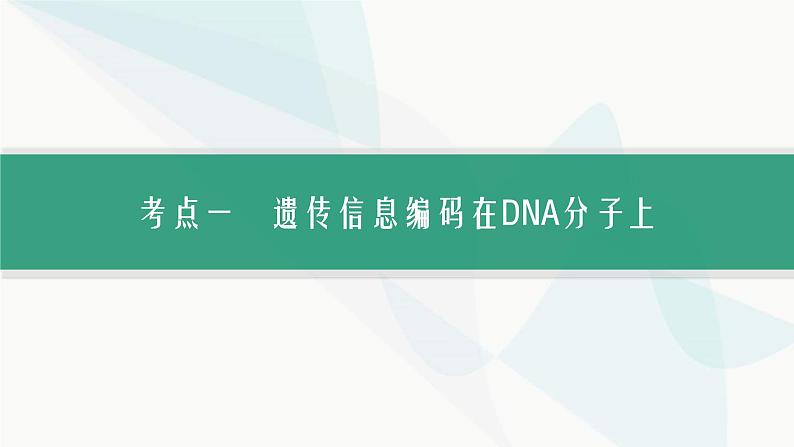 浙科版高考生物一轮复习第5单元遗传的分子基础第17讲DNA的分子结构与复制课件03