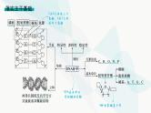浙科版高考生物一轮复习第5单元遗传的分子基础第17讲DNA的分子结构与复制课件