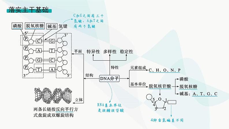 浙科版高考生物一轮复习第5单元遗传的分子基础第17讲DNA的分子结构与复制课件04