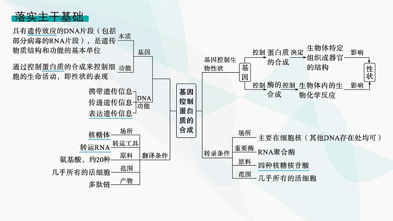 浙科版高考生物一轮复习第5单元遗传的分子基础第18讲基因控制蛋白质合成课件04