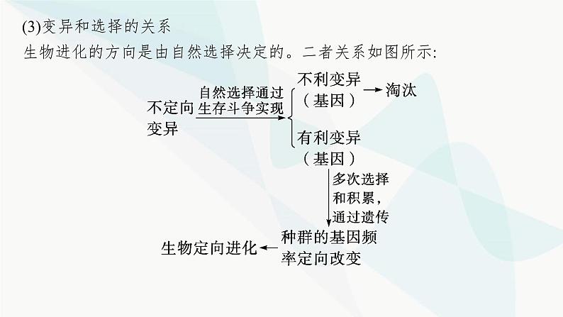 浙科版高考生物一轮复习第6单元生物的变异与进化第20讲生物的进化课件第8页