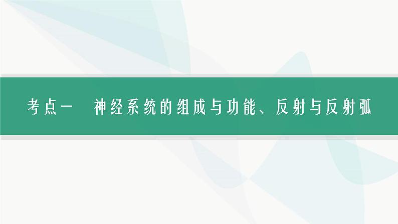 浙科版高考生物一轮复习第7单元稳态与调节第22讲神经调节课件05