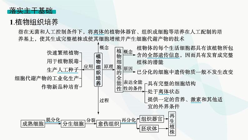 浙科版高考生物一轮复习第9单元生物技术与工程第31讲植物细胞工程课件第5页