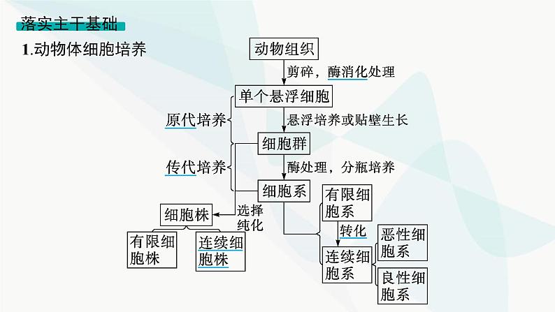 浙科版高考生物一轮复习第9单元生物技术与工程第32讲第1课时动物细胞的培养、核移植及细胞融合技术课件第6页