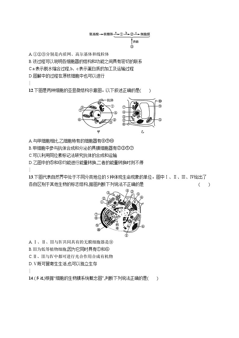 人教版（2019）必修一3.2 细胞器之间的分工合作练习（含答案解析）03