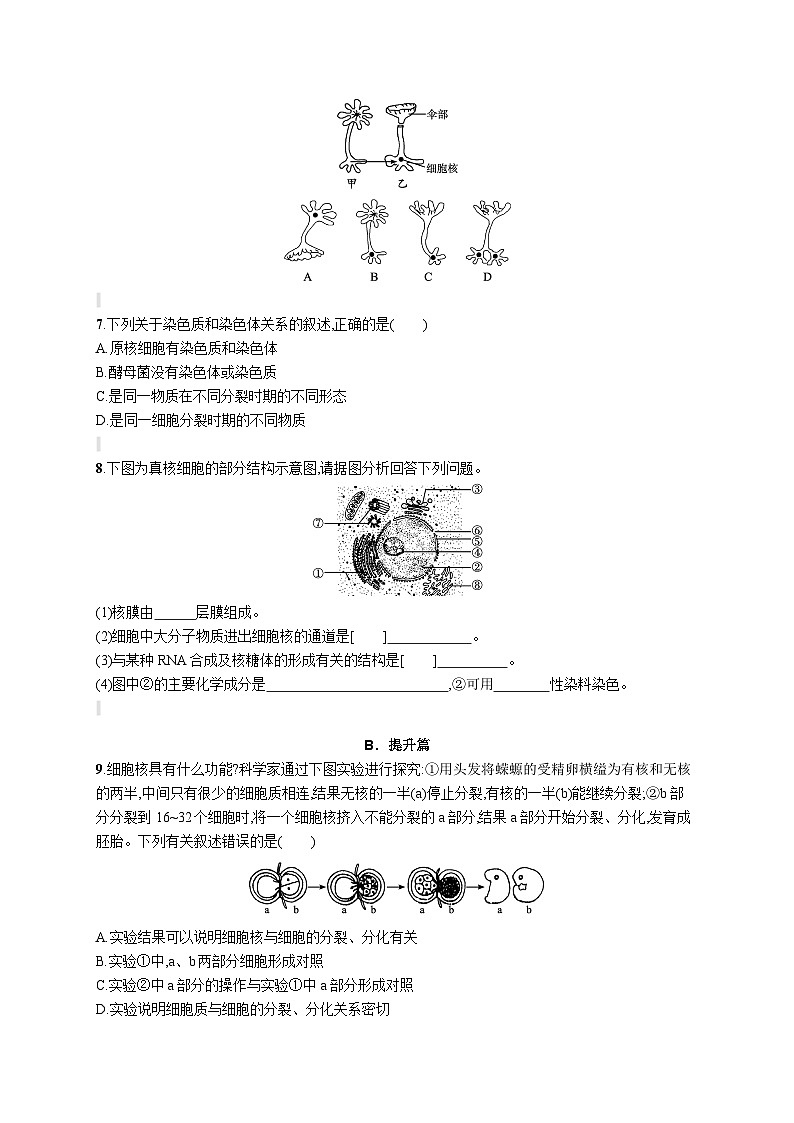人教版（2019）必修一3.3 细胞核的结构和功能练习（含答案解析）02