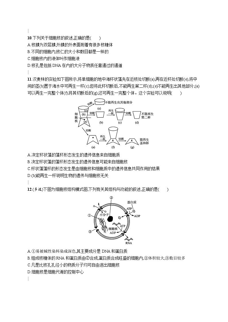 人教版（2019）必修一3.3 细胞核的结构和功能练习（含答案解析）03