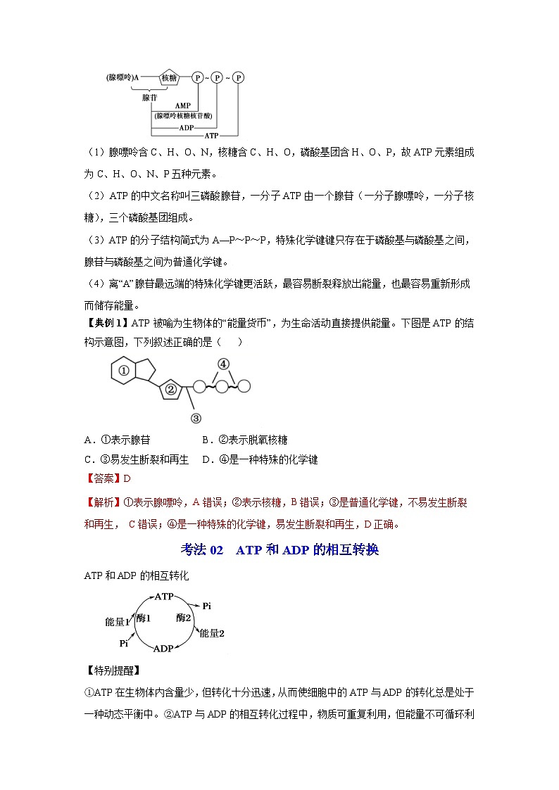 人教版（2019）必修一5.2 细胞的能量“货币”ATP知识清单02