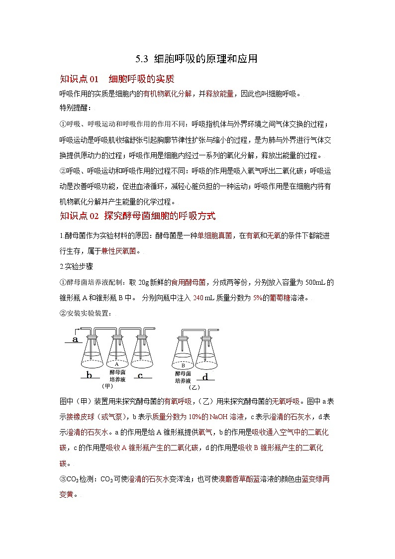 人教版（2019）必修一5.3 细胞呼吸的原理和应用知识清单01