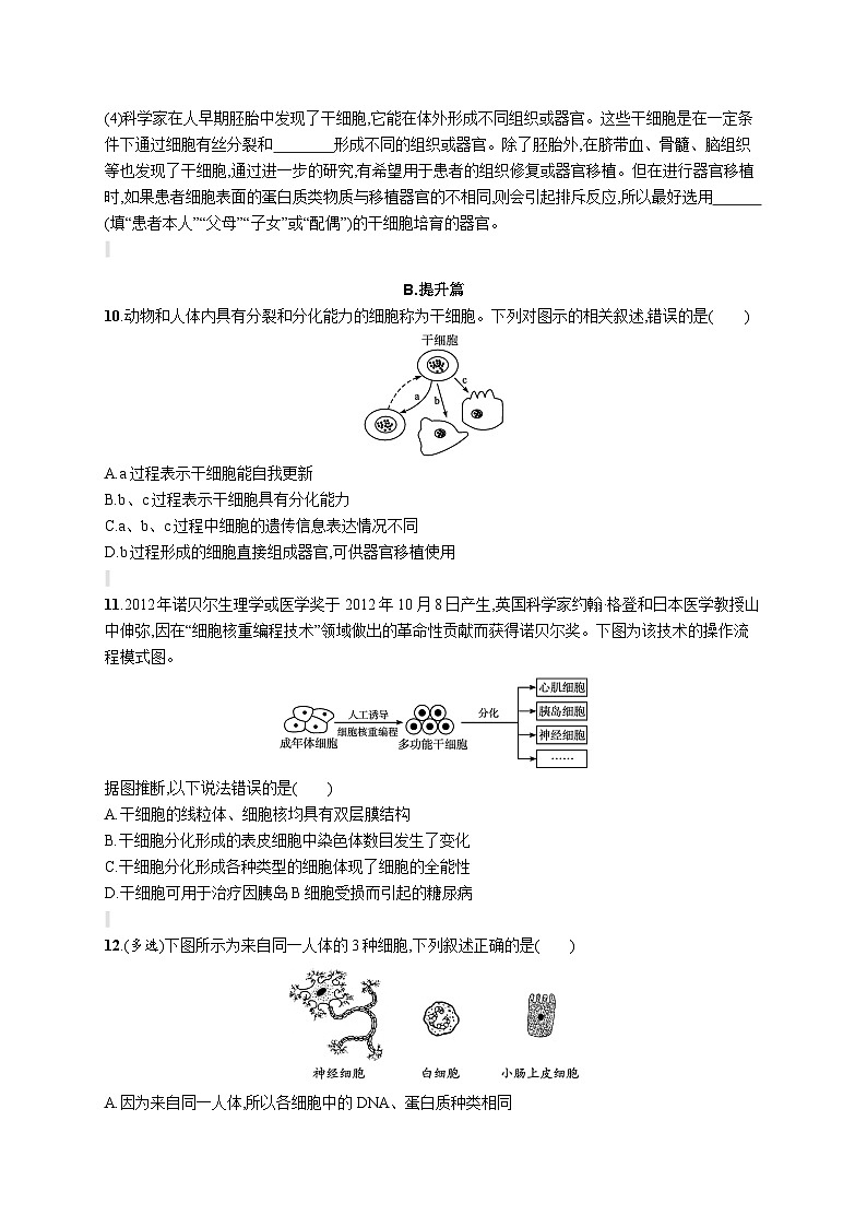 人教版（2019）必修一6.2 细胞的分化练习（含答案解析）03