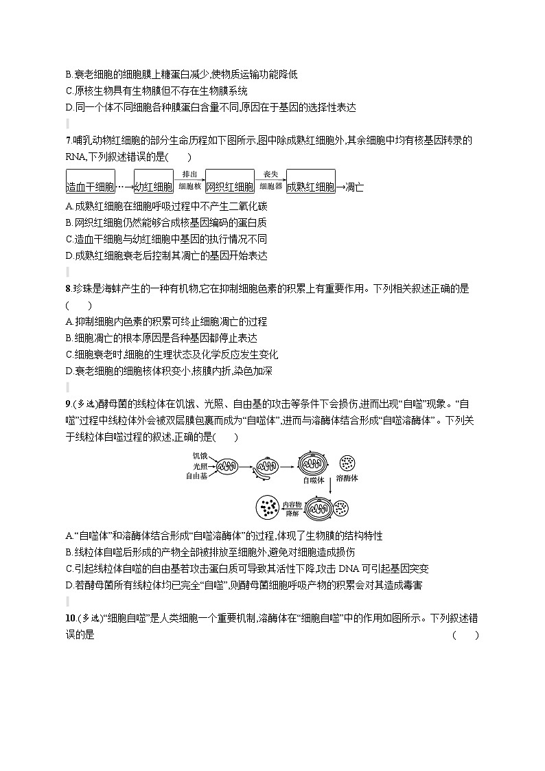人教版（2019）必修一6.3 细胞的衰老和死亡练习（含答案解析）02