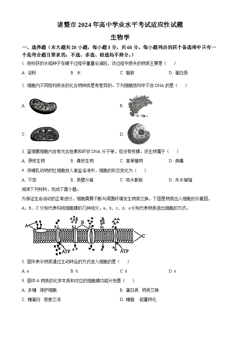 浙江省诸暨市2023-2024学年高一下学期学业水平考试适应性生物试卷（Word版附解析）01