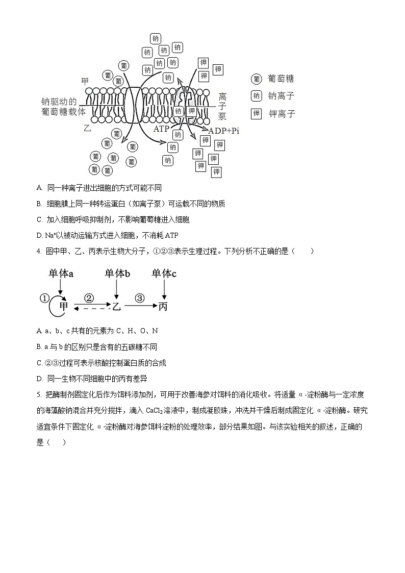 四川省内江市第一中学2023-2024学年高三下学期6月月考生物试题（Word版附解析）02