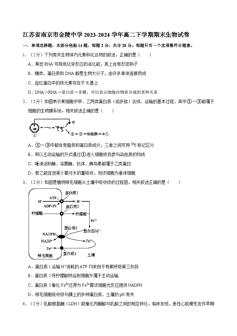 江苏省南京市金陵中学2023-2024学年高二下学期期末考试生物试卷01