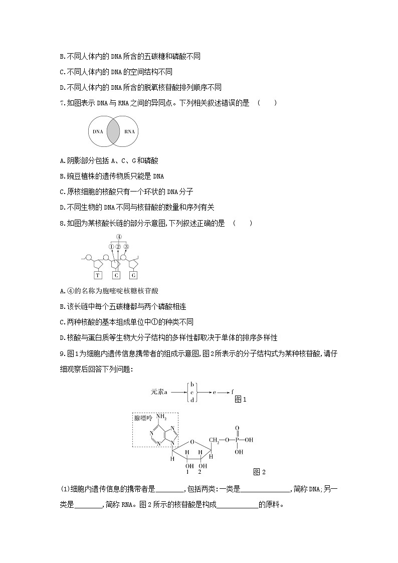 新人教版  高一 生物必修一  第二章 第五节  核酸是遗传信息的携带者  课时练（含答案）02