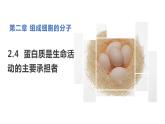 新人教版  高一 生物必修一  第二章 第四节  蛋白质是生命活动的主要承担者  课件ppt