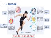新人教版  高一 生物必修一  第二章 第四节  蛋白质是生命活动的主要承担者  课件ppt