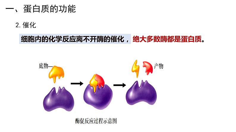 新人教版  高一 生物必修一  第二章 第四节  蛋白质是生命活动的主要承担者  课件ppt第7页