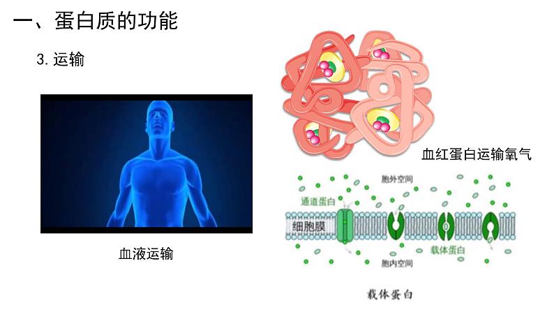 新人教版  高一 生物必修一  第二章 第四节  蛋白质是生命活动的主要承担者  课件ppt第8页