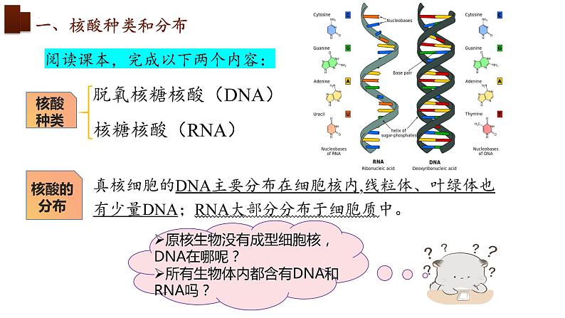 新人教版  高一 生物必修一  第二章 第五节  核酸是遗传信息的携带者  课件ppt06