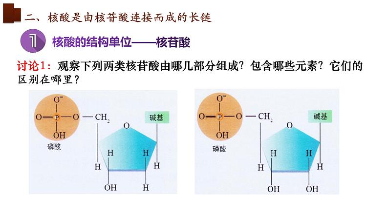 新人教版  高一 生物必修一  第二章 第五节  核酸是遗传信息的携带者  课件ppt07