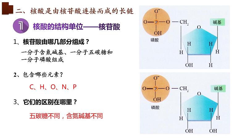 新人教版  高一 生物必修一  第二章 第五节  核酸是遗传信息的携带者  课件ppt08