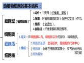 新人教版  高一 生物必修一  第三章 第二节  细胞器之间的分工合作  课件ppt