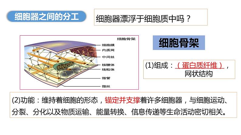 新人教版  高一 生物必修一  第三章 第二节  细胞器之间的分工合作  课件ppt第5页