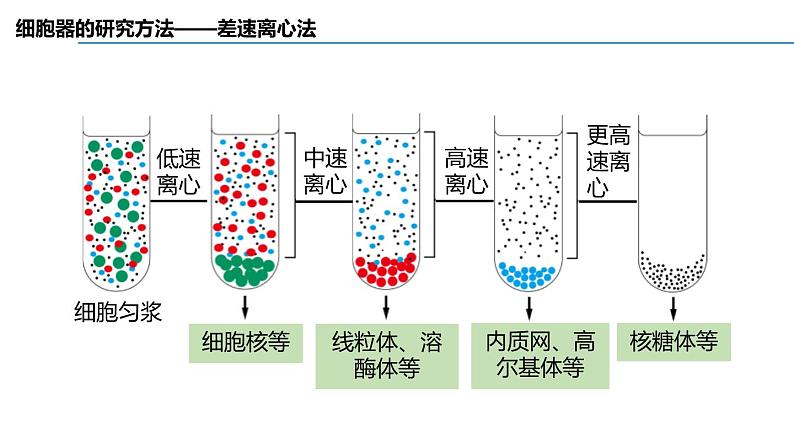 新人教版  高一 生物必修一  第三章 第二节  细胞器之间的分工合作  课件ppt第8页