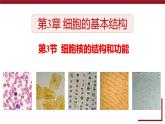 新人教版  高一 生物必修一  第三章 第三节  细胞核的结构和功能  课件ppt