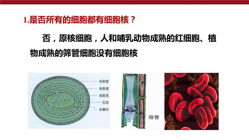 新人教版  高一 生物必修一  第三章 第三节  细胞核的结构和功能  课件ppt第2页