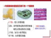 新人教版  高一 生物必修一  第三章 第三节  细胞核的结构和功能  课件ppt