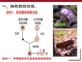 新人教版  高一 生物必修一  第三章 第三节  细胞核的结构和功能  课件ppt