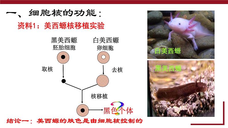 新人教版  高一 生物必修一  第三章 第三节  细胞核的结构和功能  课件ppt第5页