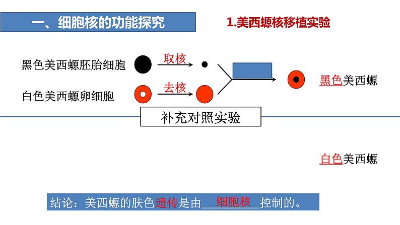 新人教版  高一 生物必修一  第三章 第三节  细胞核的结构和功能  课件ppt第6页