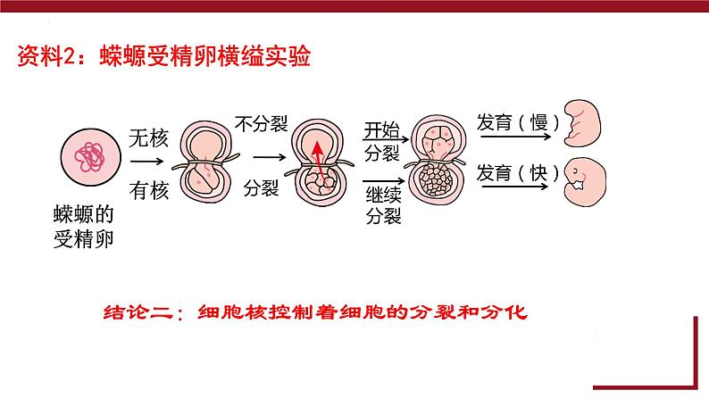 新人教版  高一 生物必修一  第三章 第三节  细胞核的结构和功能  课件ppt第7页