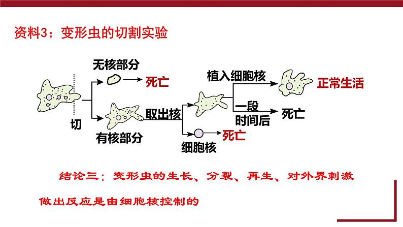 新人教版  高一 生物必修一  第三章 第三节  细胞核的结构和功能  课件ppt第8页