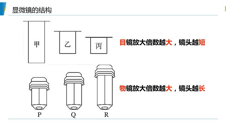 第2节 细胞的多样性和统一性第一课时课件第4页