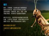 人教版2019高中生物选择性必修2课件1-3影响种群数量变化的因素(有限无水印版)