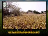 人教版2019高中生物选择性必修2课件1-3影响种群数量变化的因素(有限无水印版)