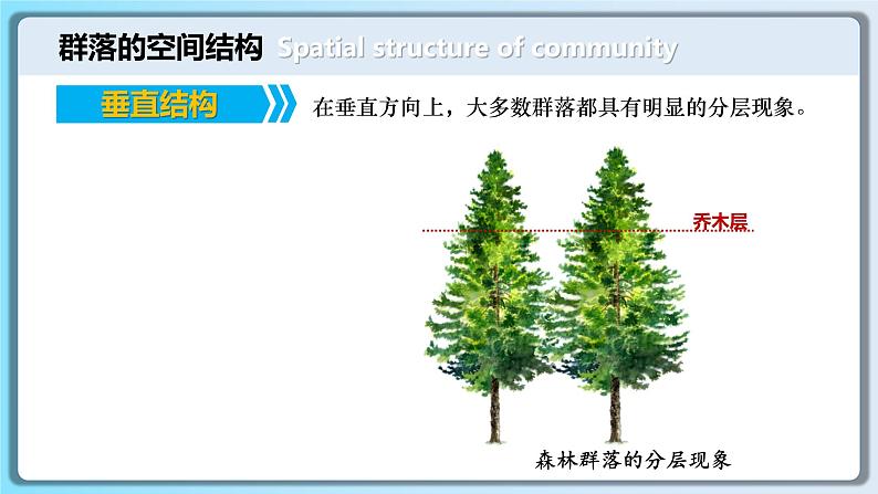 人教版2019高中生物选择性必修2课件2-1群落的结构第2课时(有限无水印版)07