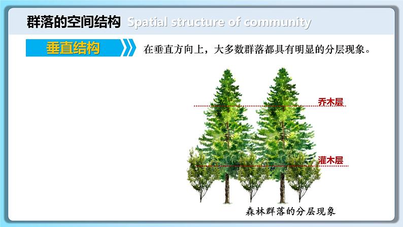 人教版2019高中生物选择性必修2课件2-1群落的结构第2课时(有限无水印版)08