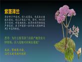 人教版2019高中生物选择性必修2课件3-5生态系统的稳定性(有限无水印版)
