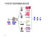 新人教版  高一 生物必修一  第六章 第二节  细胞的分化  课件ppt