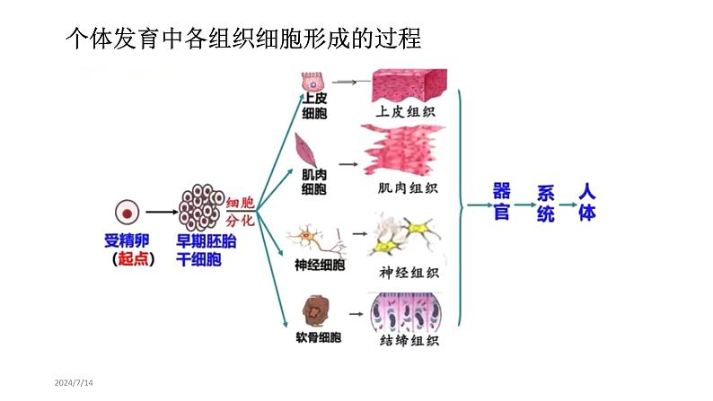 新人教版  高一 生物必修一  第六章 第二节  细胞的分化  课件ppt03