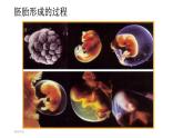 新人教版  高一 生物必修一  第六章 第二节  细胞的分化  课件ppt