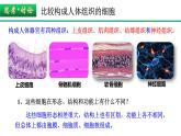 新人教版  高一 生物必修一  第六章 第二节  细胞的分化  课件ppt